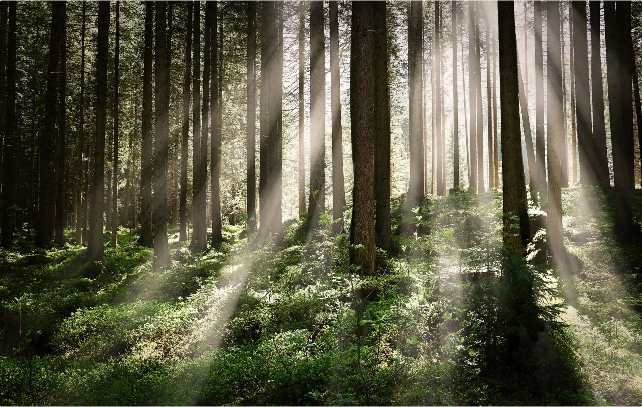 Certified Background